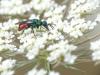 Hedychrum sp.